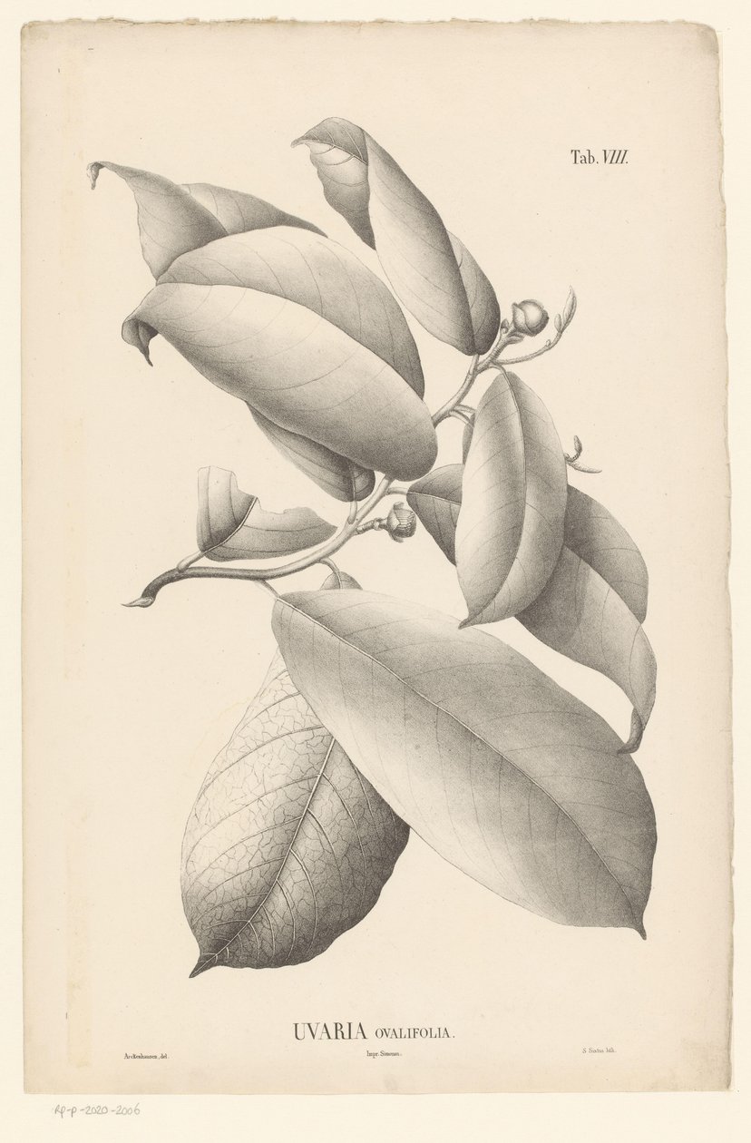 Větev s listy a poupaty Uvaria Ovalifolia (název na objektu) od Ernst Philipp Sixtus