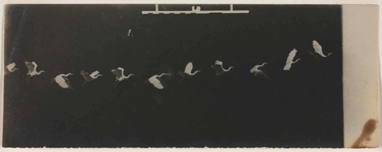 Chronofotografie létající volavky od Etienne Jules Marey
