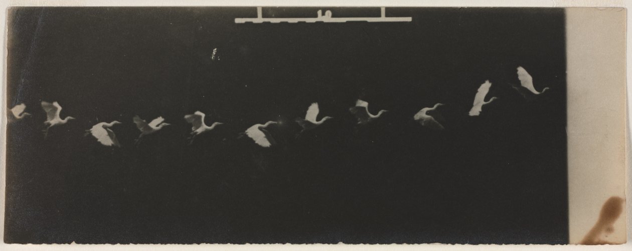 Chronofotografie létající volavky. od Etienne Jules Marey