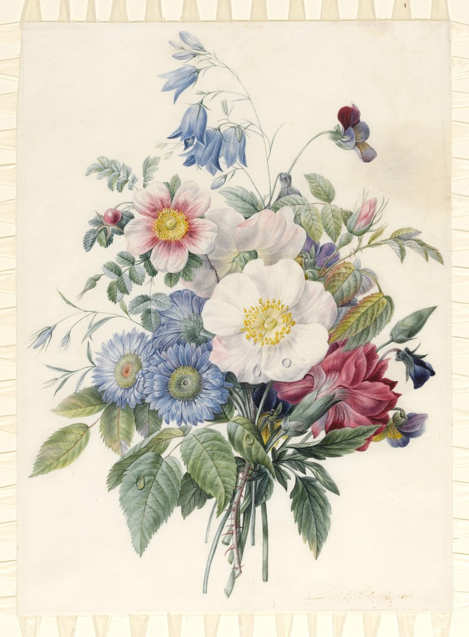 Modré astry, hybridní růže Rosa Spinosissima, zvonek, violy, hvozdík a divoká růže, 1820 (čb a bodycolor na pergamenu) od Eugene A. L. d Orleans