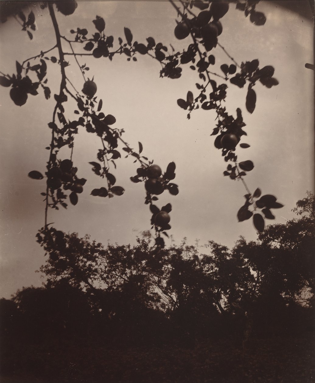 Jablečná větev, 1922/1923 (foto) od Eugène Atget