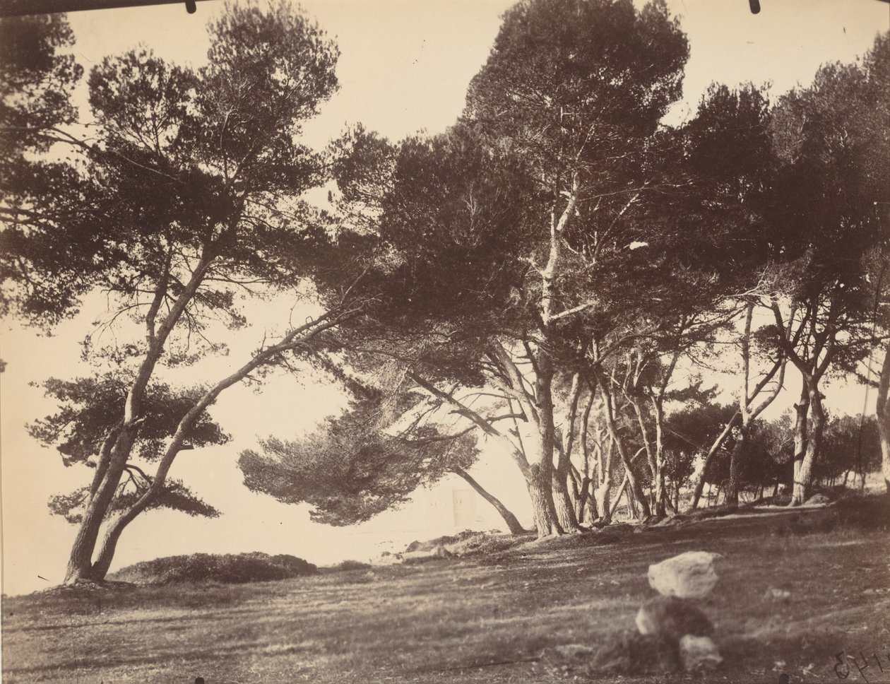Cannes, ostrov Saint Honorat, asi 1899-1927 (foto) od Eugène Atget