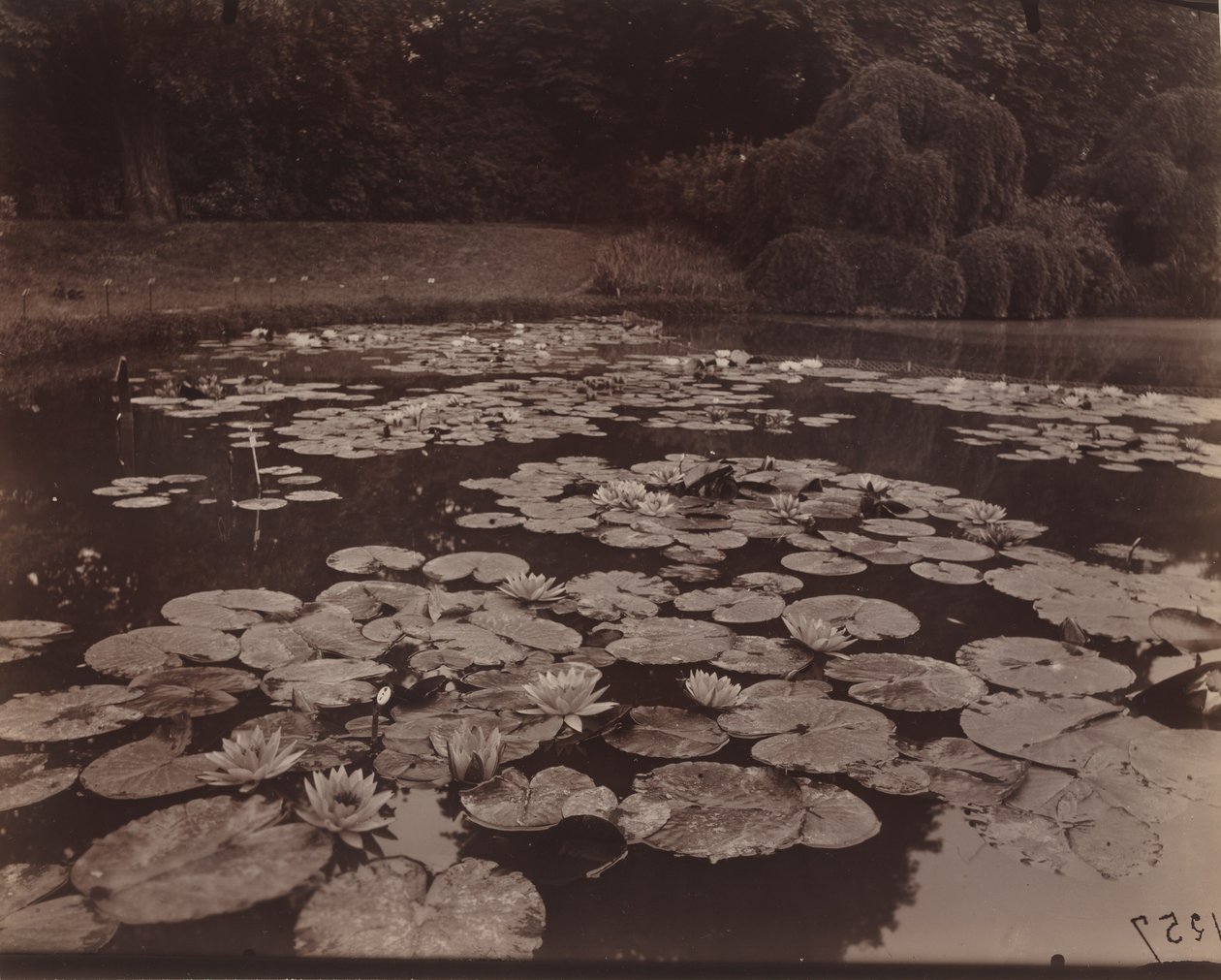 Nympheas (Bagatelle),1925 (foto) od Eugène Atget