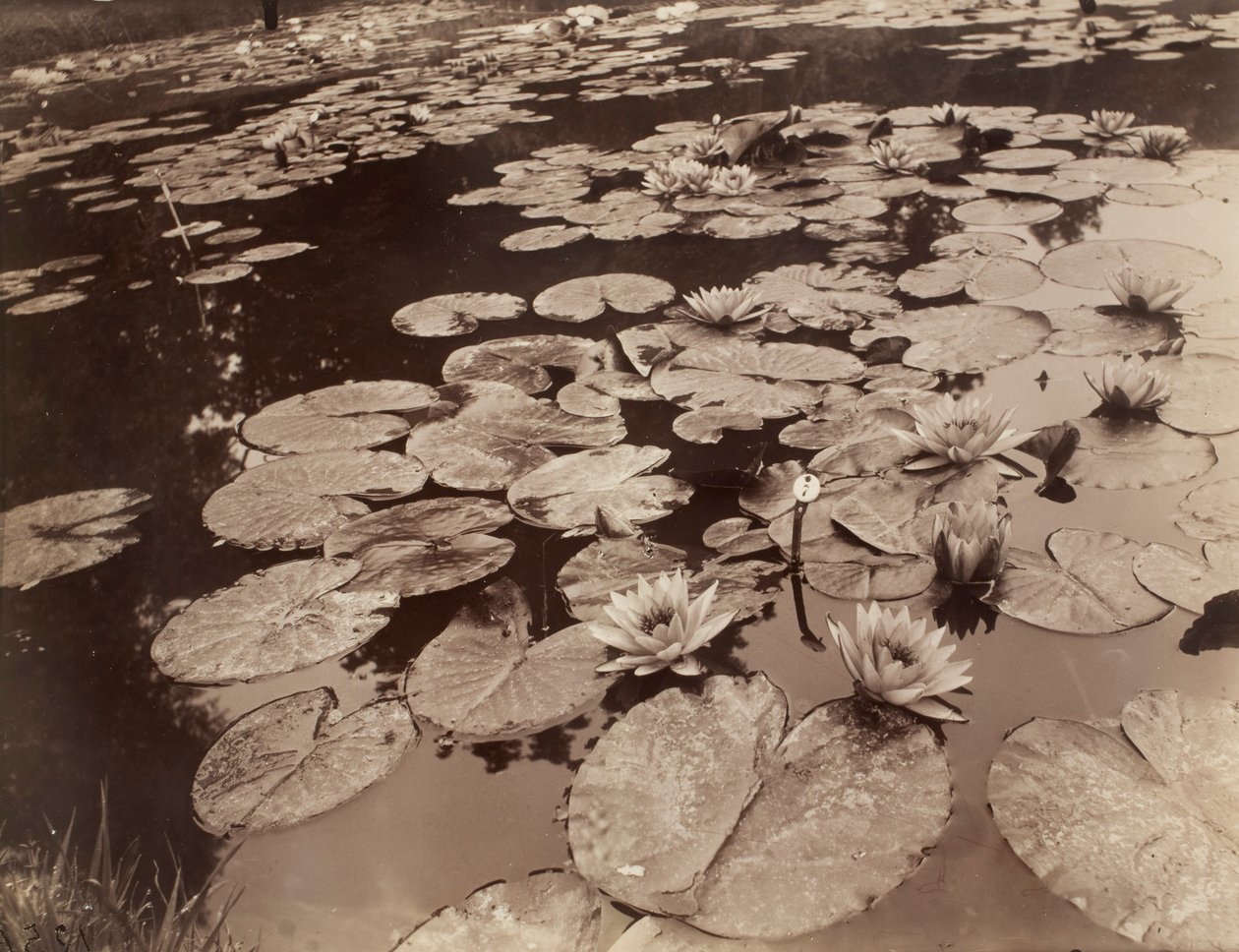 Lekníny (Bagatelle) od Eugène Atget