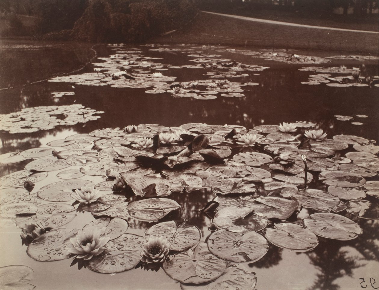 Lekníny od Eugène Atget