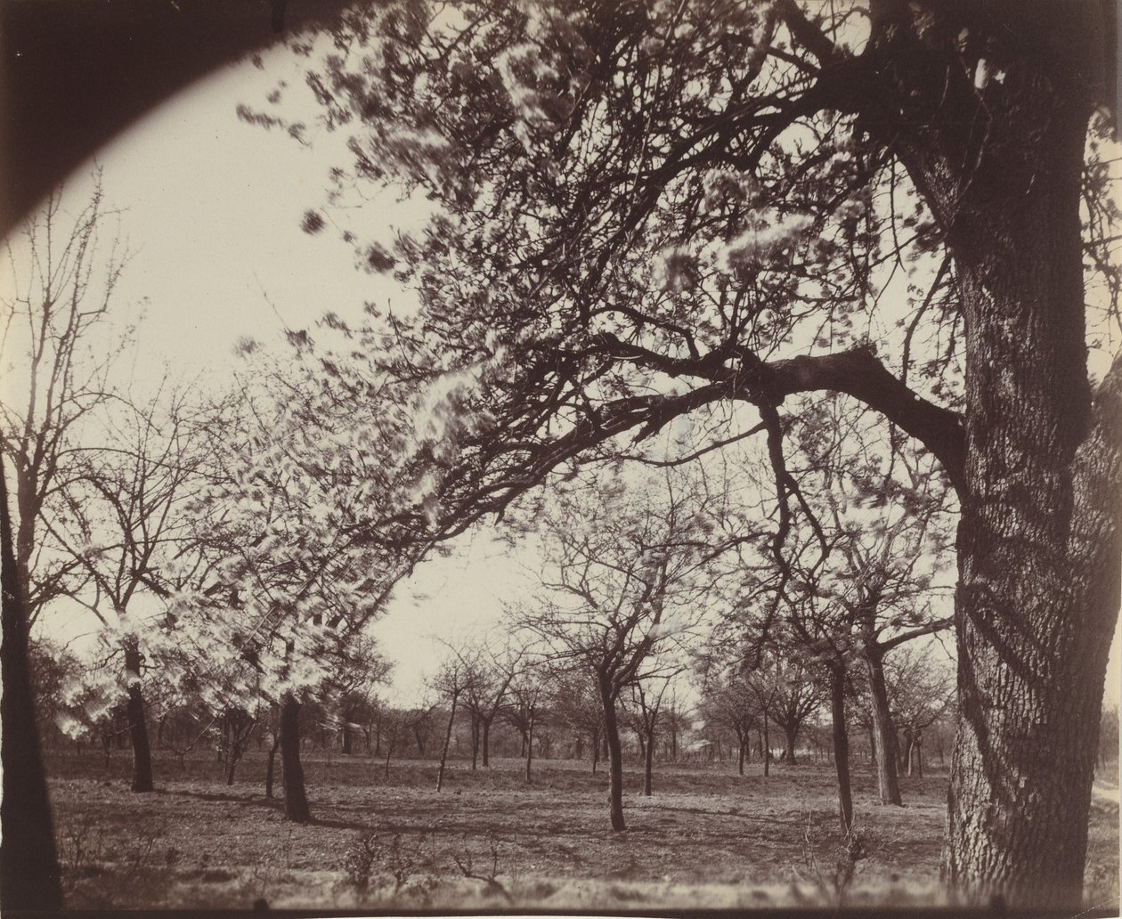 Poirier,1921 (foto) od Eugène Atget