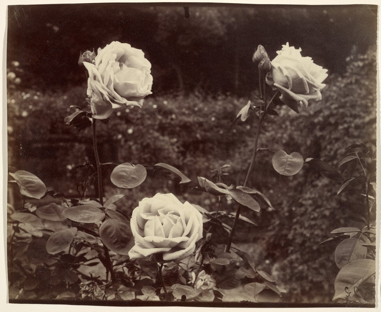 Růže od Eugène Atget