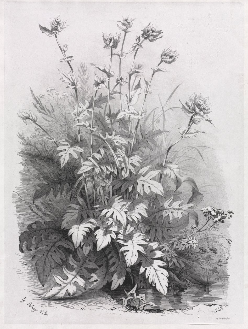 Skupiny různých rostlin nakreslených podle přírody: č. 7, 1848. od Eugene Bléry