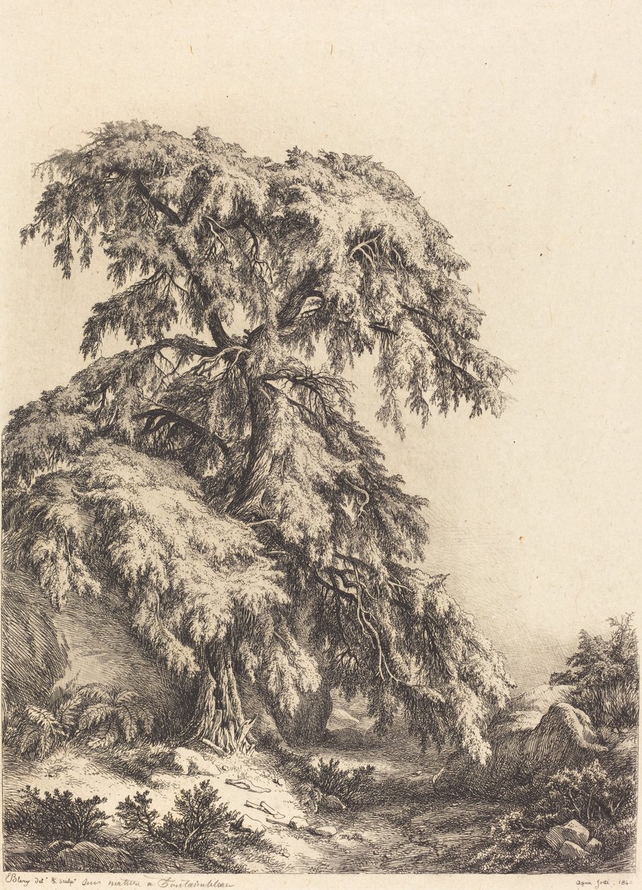Jalovec strom od Eugene Bléry