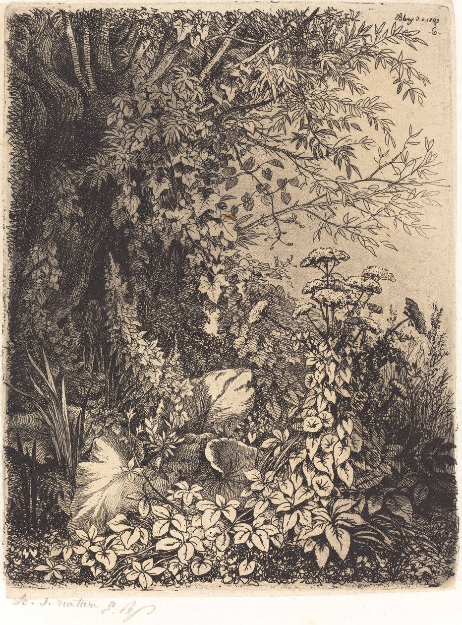 La bardane au saule Lopuch s Willow, publikoval 1849. od Eugene Bléry