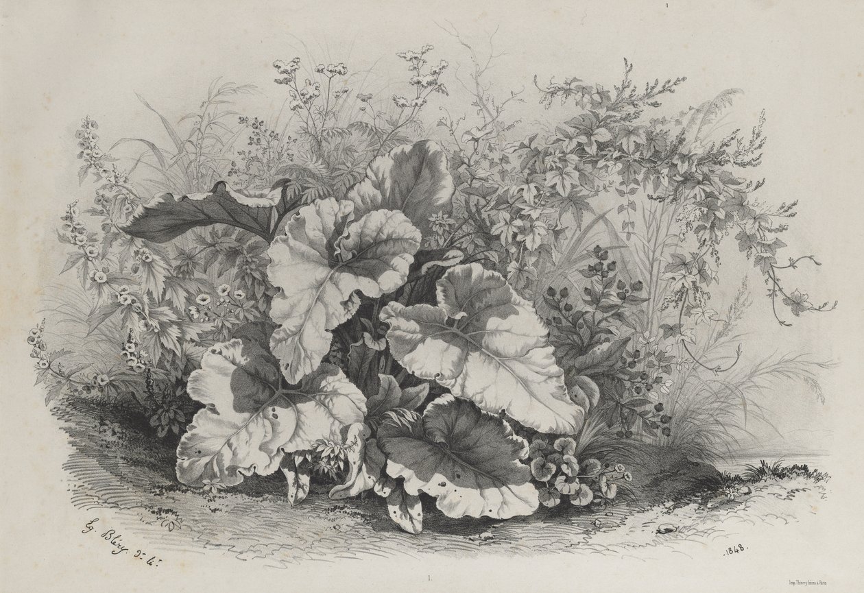 Studie rostlin ze skupiny různých rostlin kreslených a litografovaných podle přírody..., 1848. od Eugene Bléry