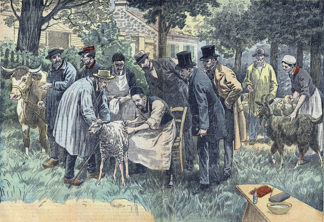 Louis Pasteur (1822-1895), francouzský biolog, úspěšně experimentoval v Pouilly-le-Fort na žádost Melun Agricultural Society, jeho virus antraxu na stádu ovcí, krav a koz. Kresba Damblans. od Eugene Damblans