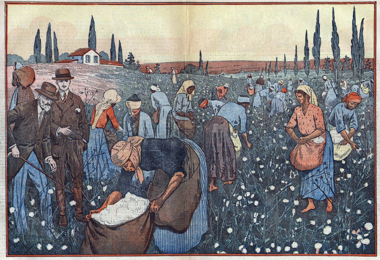 Pěstování bavlny, poblíž Orleanville, v údolí Chelif, Alžírsko. Ilustrace Damblans. V „Le Pelerin“ z 23. února od Eugene Damblans