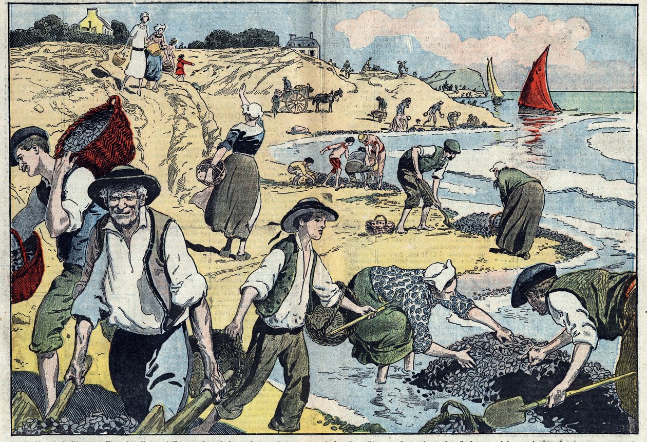 Obyvatelé pobřeží Thouais sklízejí mušle. Kernevel, Finistere (29), Bretaň. Ilustrace Damblans. V „Le Pelerin“ z 31. srpna od Eugene Damblans