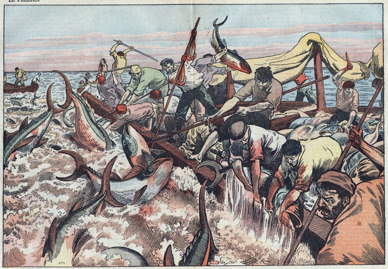 Lov tuňáků v Tunisku - Tuňák je chycen do poslední sítě známé jako „corpo“, je vylíhnut tesáky a zabouchnut do rybářské lodi. Ilustrace Damblans. V „Le Pelerin“ z 30. srpna od Eugene Damblans