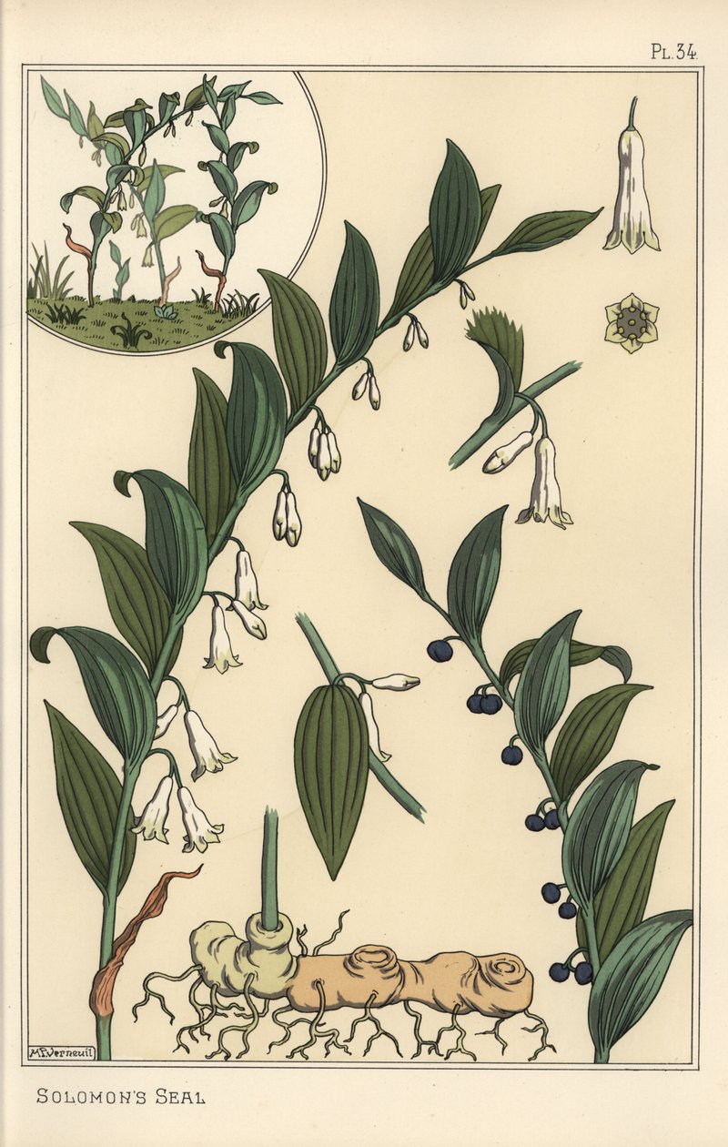 Botanická ilustrace pečeti šalamounské, Polygonatum multiflorum od Eugene Grasset