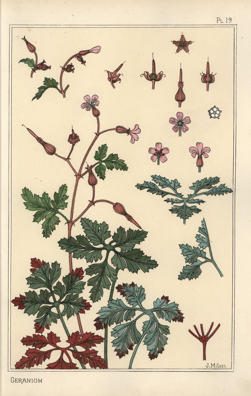 Botanická ilustrace květu pelargónie, okvětních lístků, listů od Eugene Grasset