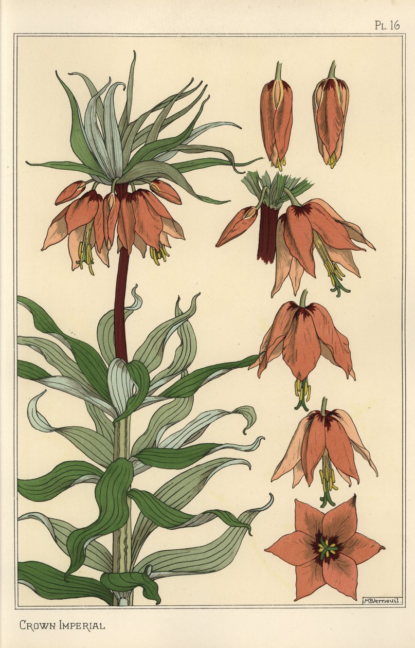 Botanická ilustrace korunního císařského květu, Fritillaria imperialis od Eugene Grasset