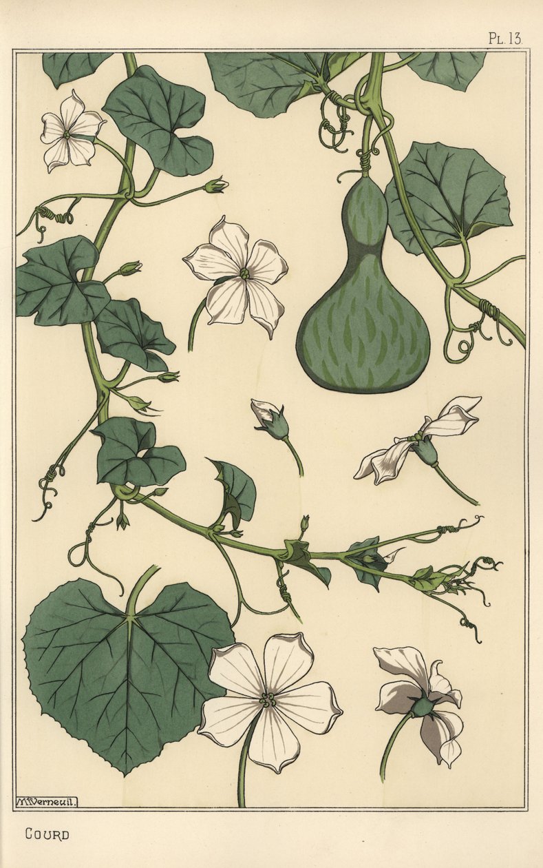 Botanická ilustrace tykve od Eugene Grasset