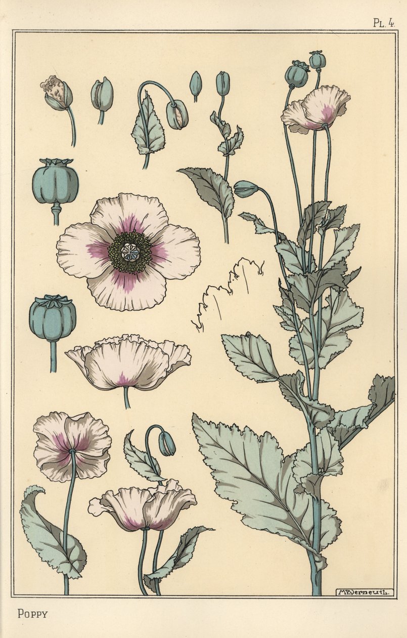 Botanická ilustrace máku, s částmi květů, lusk opia od Eugene Grasset
