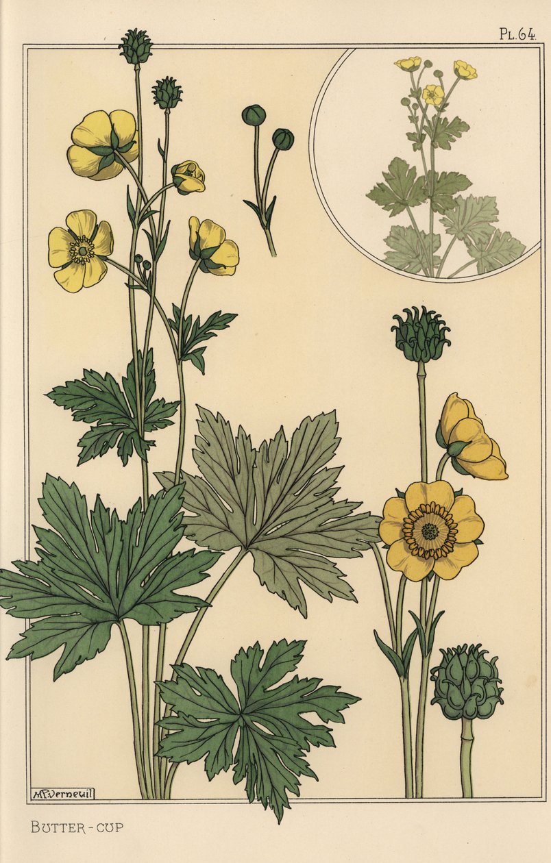 Botanická studie pryskyřníku od Eugene Grasset