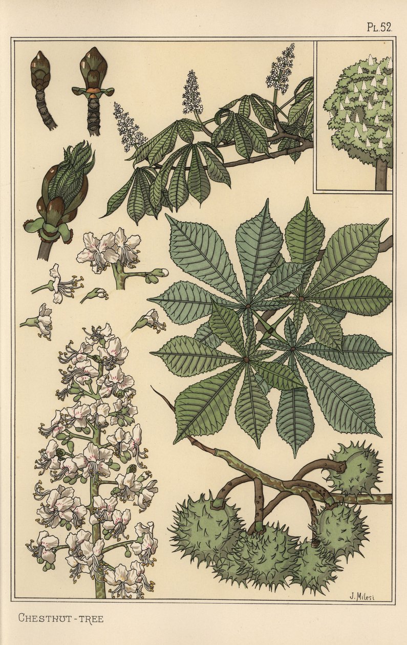 Botanická studie kaštanovníku od Eugene Grasset