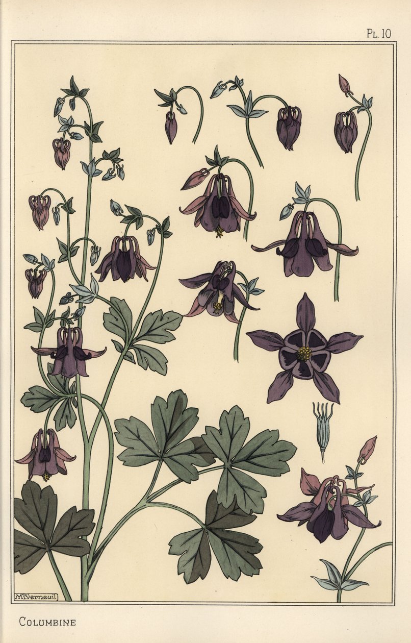 Columbine, Aquilegia vulgaris, části květů od Eugene Grasset