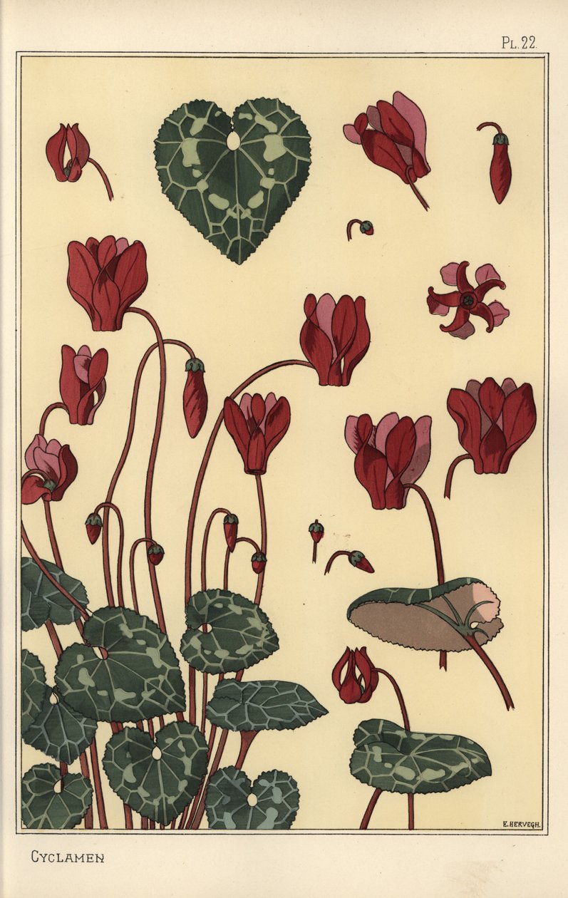 Cyclamen rostlina, s detaily květu, listy, okvětní lístky od Eugene Grasset