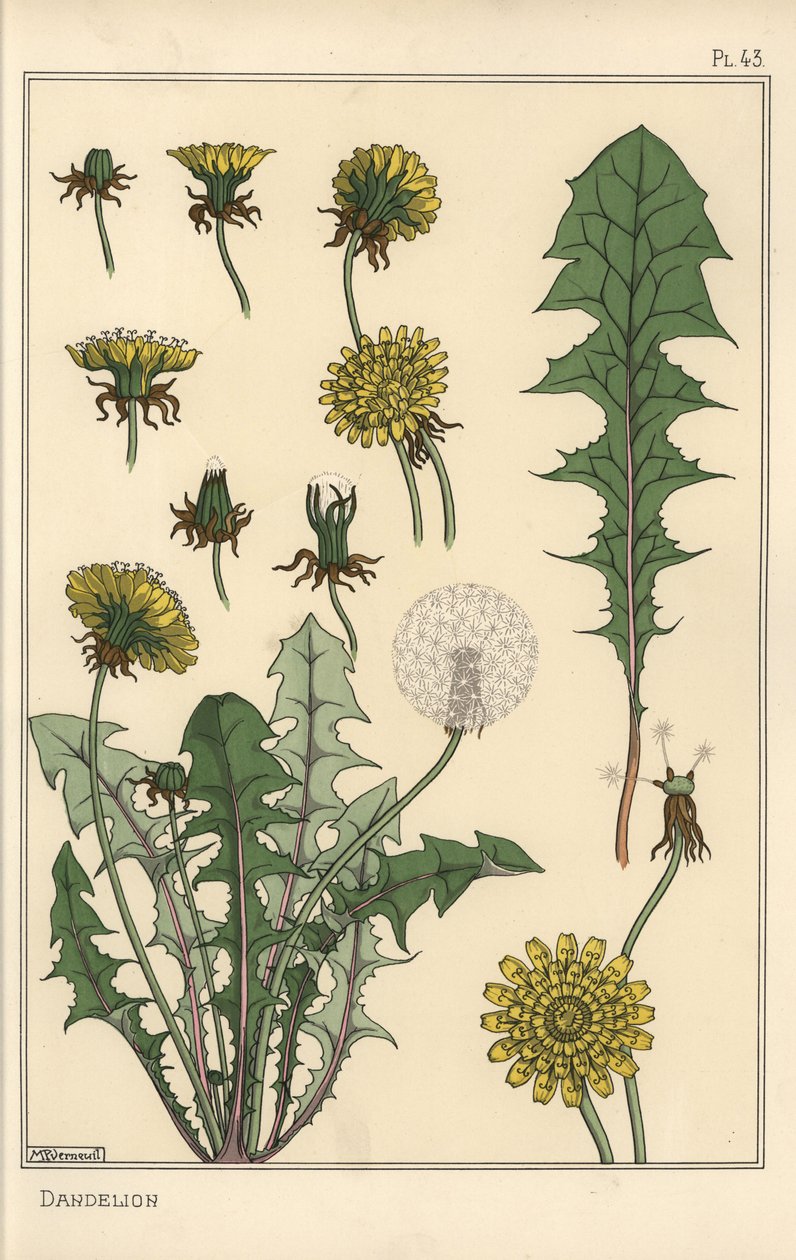 Botanická studie pampelišky od Eugene Grasset