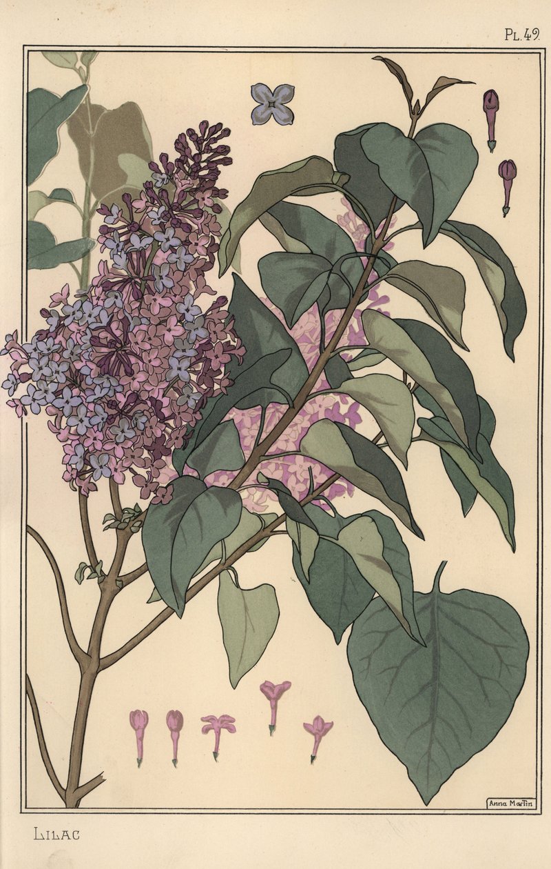 Botanická studie šeříku. od Eugene Grasset