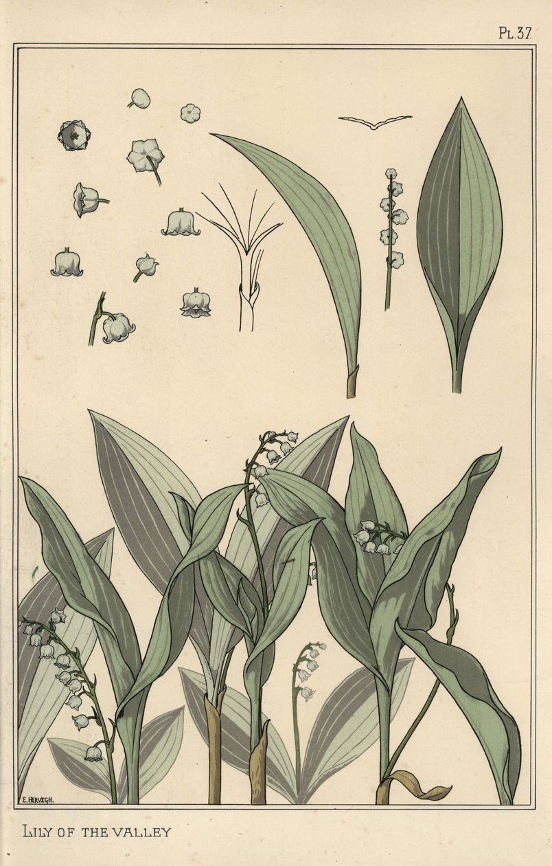 Konvalinka, botanická studie od Eugene Grasset