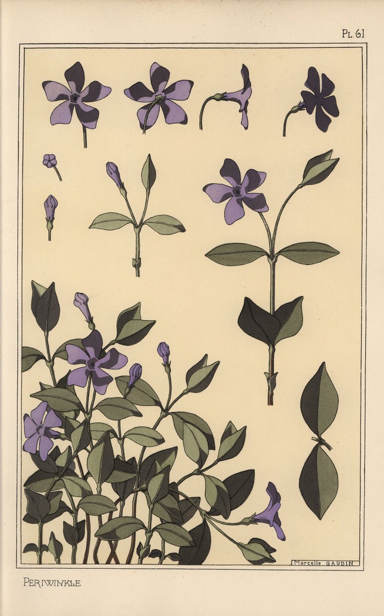 Botanická studie barvínku od Eugene Grasset