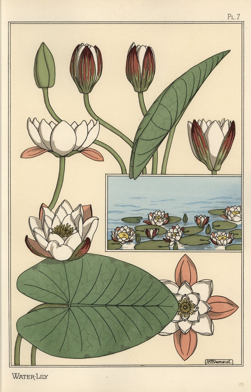 Leknín, Nelumbo lutea a části květin od Eugene Grasset