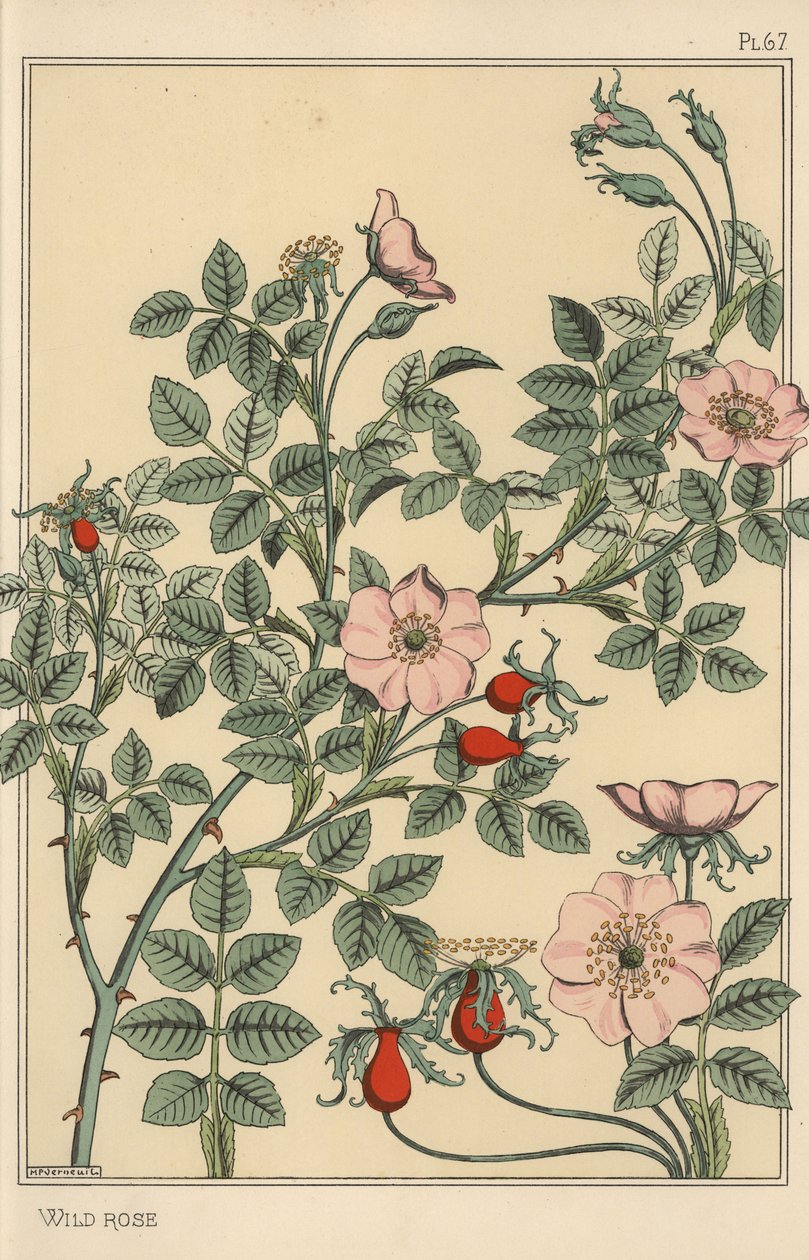 Botanická studie divoké růže od Eugene Grasset