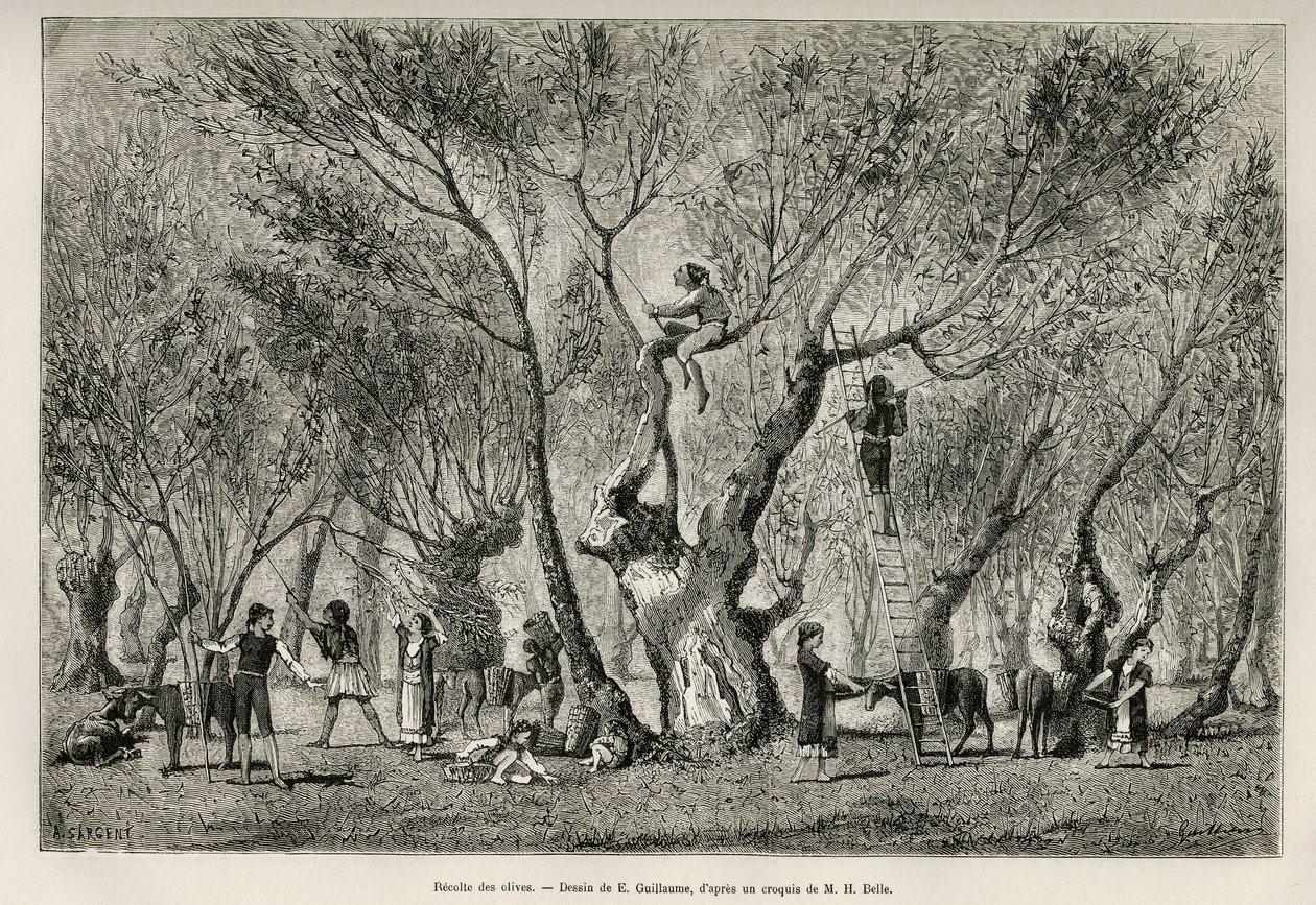 Sbírka oliv v oblasti Amphissa, kresba E. Guillauma, k ilustraci příběhu Henri Belle: Voyage en Greece od Eugene Guillaume