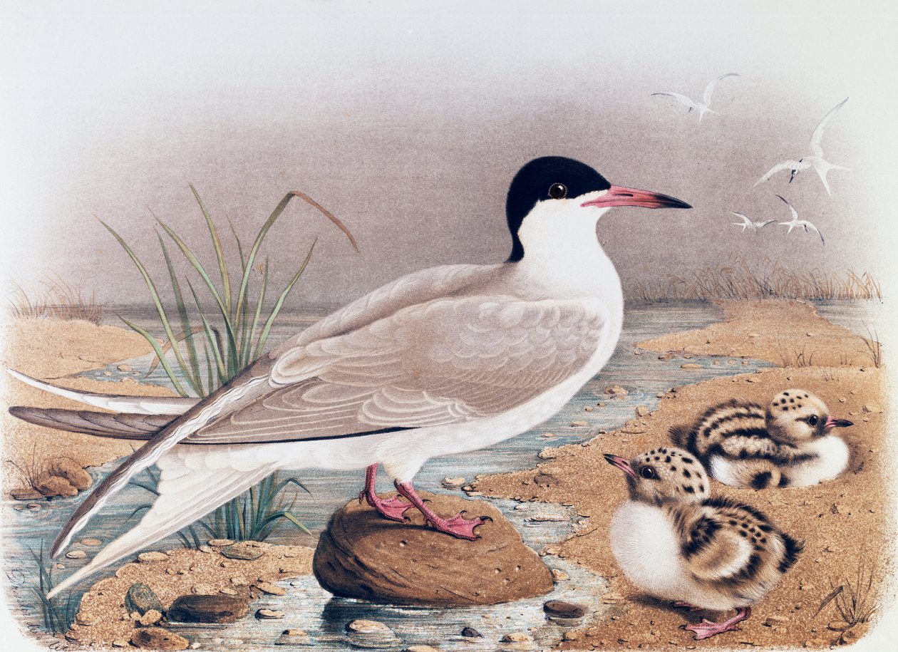 Rybák obecný (Sterna hirundo), rytina Oscara Dresslera, z knihy Eugenia Bettoniho (1845-1898) Přírodní historie ptáků hnízdících v Lombardii, Itálie od Eugenio Bettoni, Oscar Dressler