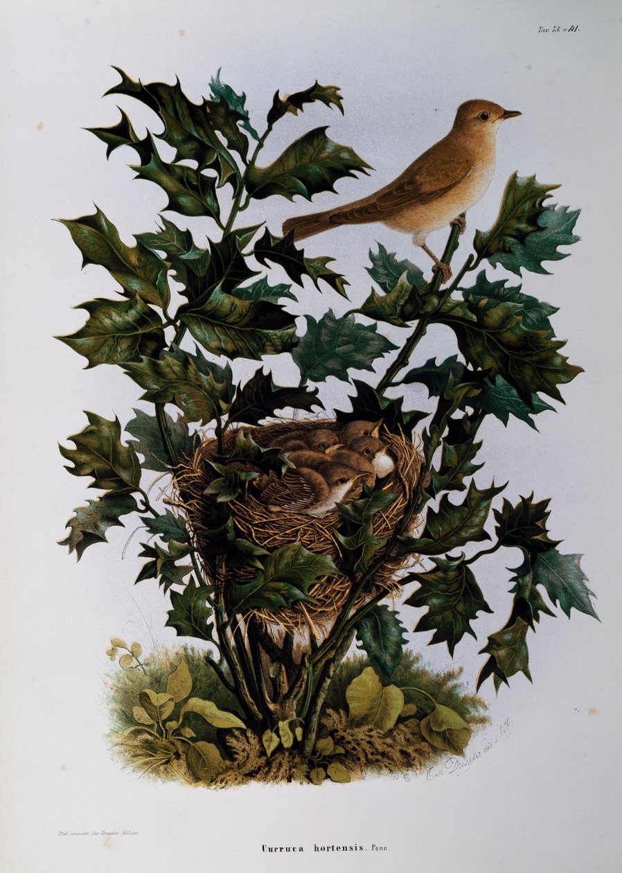 Pěnice zahradní (Sylvia hortensis), rytina Oscara Dresslera, z Přírodní historie ptáků, kteří hnízdí v Lombardii, Eugenio Bettoni (1845-1898), Itálie od Eugenio Bettoni, Oscar Dressler