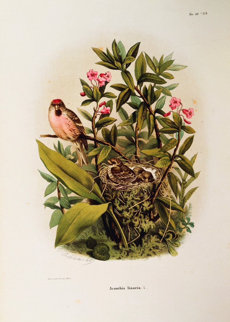 Ilustrace z knihy Eugenio Bettoni „Přírodní historie ptáků, kteří hnízdí v Lombardii“ představující rodinu Redpoll Carduelis flammea, od Oscara Dresslera od Eugenio Bettoni, Oscar Dressler