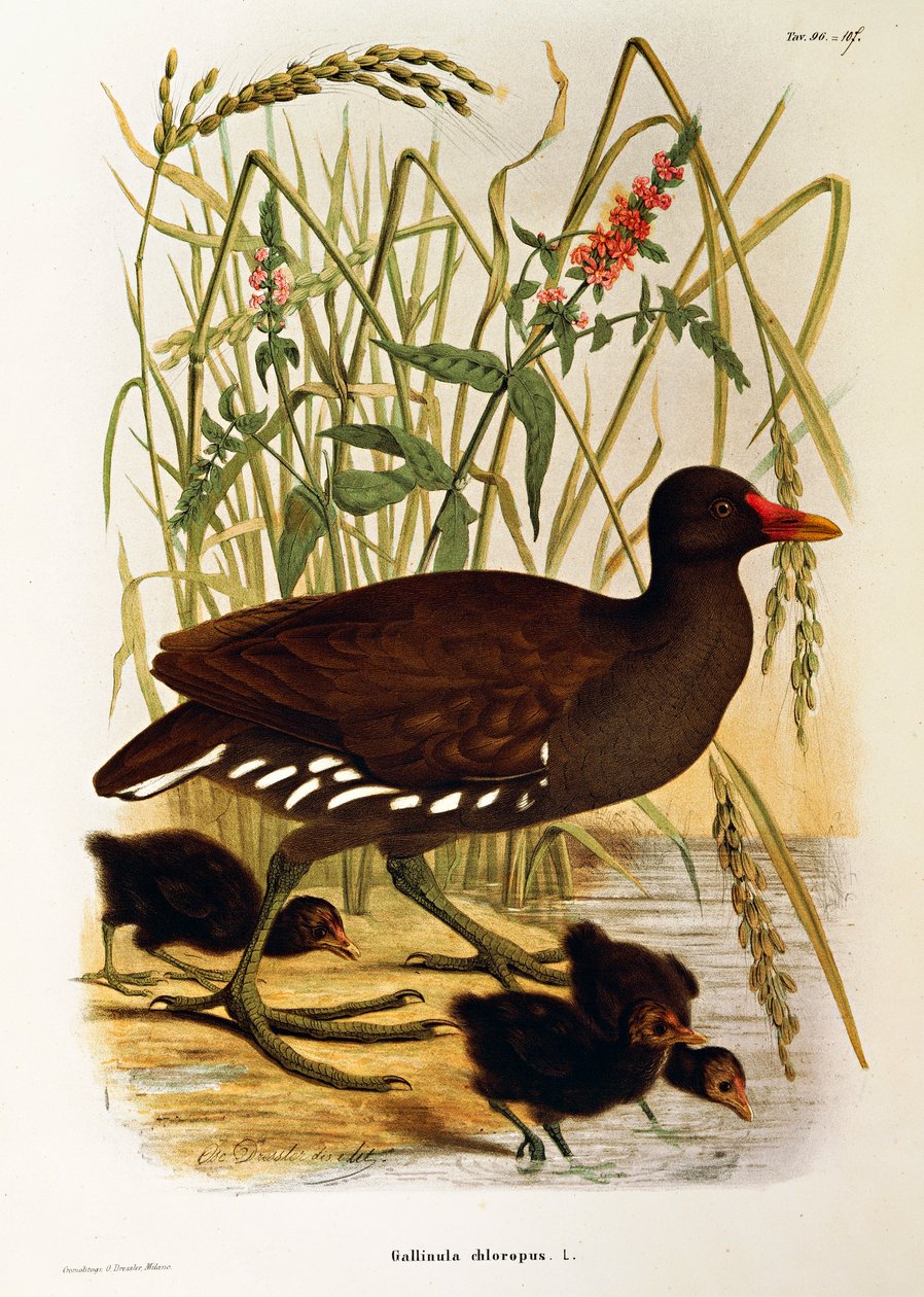 Ilustrace z knihy Eugenio Bettoni „Přírodní historie ptáků, kteří hnízdí v Lombardii“ představující slípka obecná Gallinula chloropus, od Oscara Dresslera od Eugenio Bettoni, Oscar Dressler