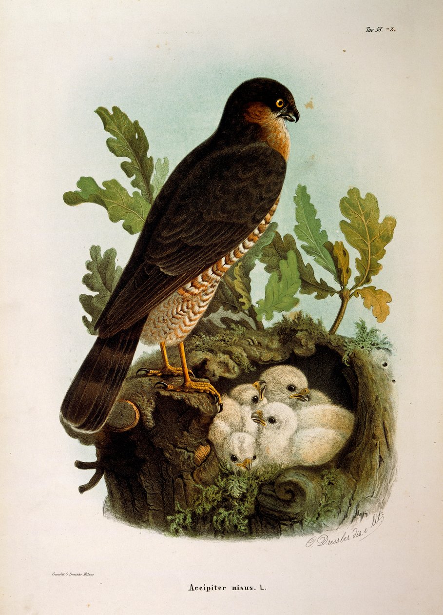 Ilustrace z knihy Eugenia Bettoniho "Přírodní historie ptáků hnízdících v Lombardii" představující krahujce obecného Accipiter nisus, autor Oscar Dressler od Eugenio Bettoni, Oscar Dressler