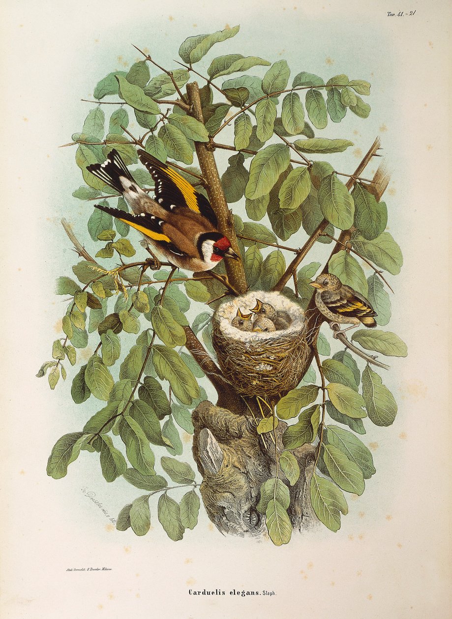 Ilustrace z knihy Eugenio Bettoni "Přírodní historie ptáků, kteří hnízdí v Lombardii" představující evropskou rodinu stehlíků Carduelis carduelis, od Oscara Dresslera od Eugenio Bettoni, Oscar Dressler