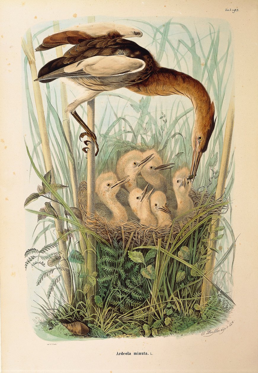 Ilustrace z knihy Eugenio Bettoni „Přírodní historie ptáků, kteří hnízdí v Lombardii“ představující bukače Ixobrychus minutus, od Oscara Dresslera od Eugenio Bettoni, Oscar Dressler