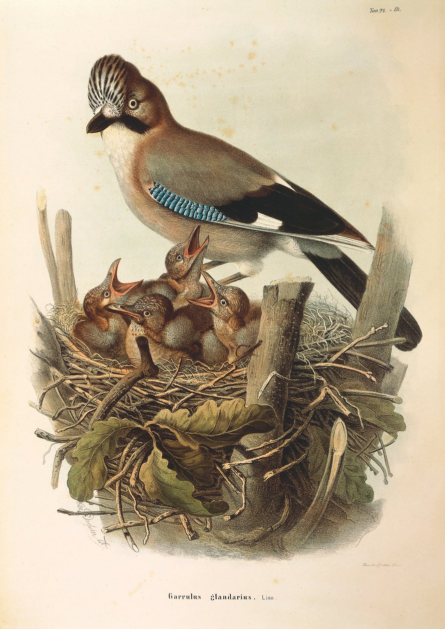 Ilustrace z knihy Eugenio Bettoni "Přírodní historie ptáků, kteří hnízdí v Lombardii" představující euroasijský Jay Garrulus glandarius, od Oscara Dresslera od Eugenio Bettoni, Oscar Dressler