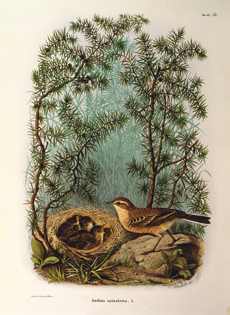 Ilustrace z knihy Eugenio Bettoni "Přírodní historie ptáků, kteří hnízdí v Lombardii" představující chvojníka Anthus spinoletta, od Oscara Dresslera od Eugenio Bettoni, Oscar Dressler