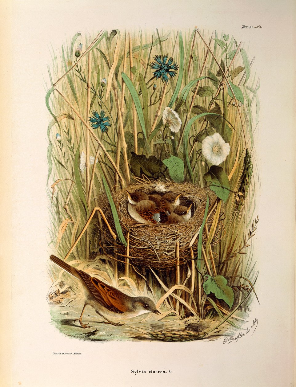 Ilustrace z knihy Eugenio Bettoni „Přírodní historie ptáků, kteří hnízdí v Lombardii“ představující bělorušku Sylvia communis nebo cinerea, od Oscara Dresslera od Eugenio Bettoni, Oscar Dressler