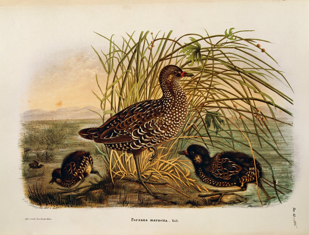 Ilustrace z knihy Eugenio Bettoni „Přírodní historie ptáků, kteří hnízdí v Lombardii“ představující chřástala skvrnitého Porzana porzana, od Oscara Dresslera od Eugenio Bettoni, Oscar Dressler