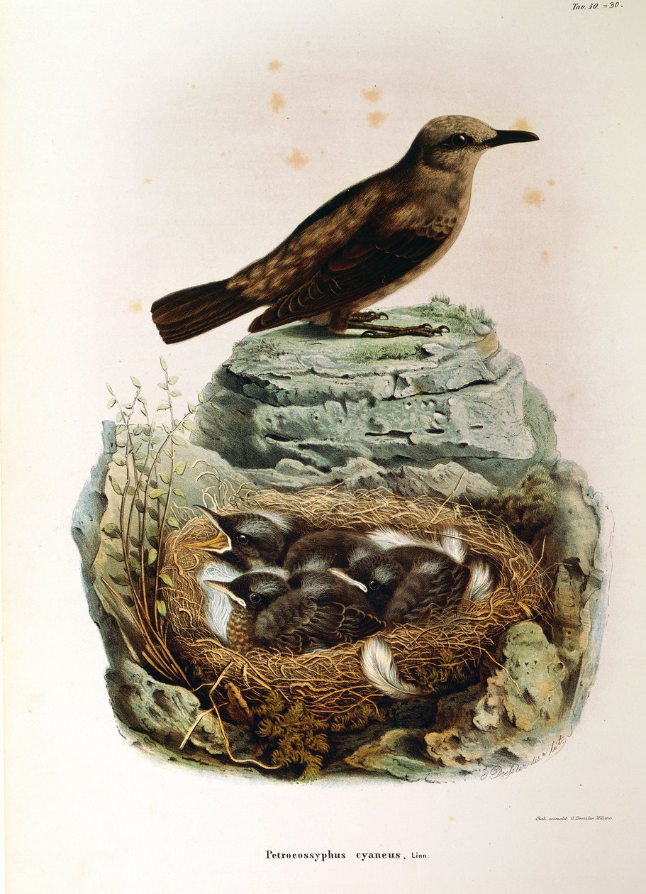 Ilustrace z knihy Eugenio Bettoni "Přírodní historie ptáků, kteří hnízdí v Lombardii" představující drozda modrého Monticola solitarius, od Oscara Dresslera od Eugenio Bettoni, Oscar Dressler
