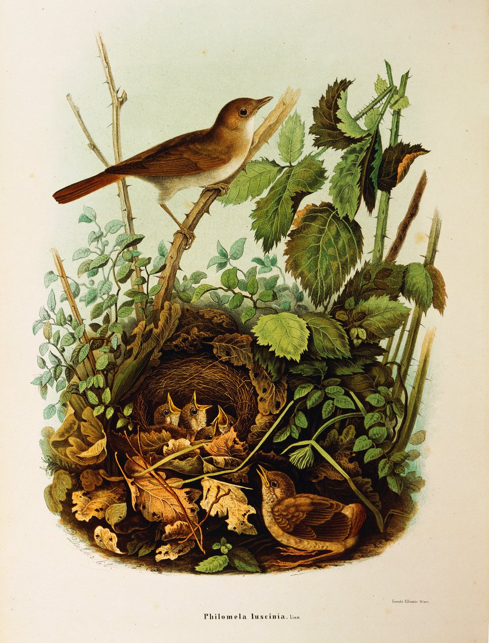 Ilustrace z knihy Eugenio Bettoni "Přírodní historie ptáků, kteří hnízdí v Lombardii" představující slavíka Luscinia megarhynchos, od Oscara Dresslera od Eugenio Bettoni, Oscar Dressler