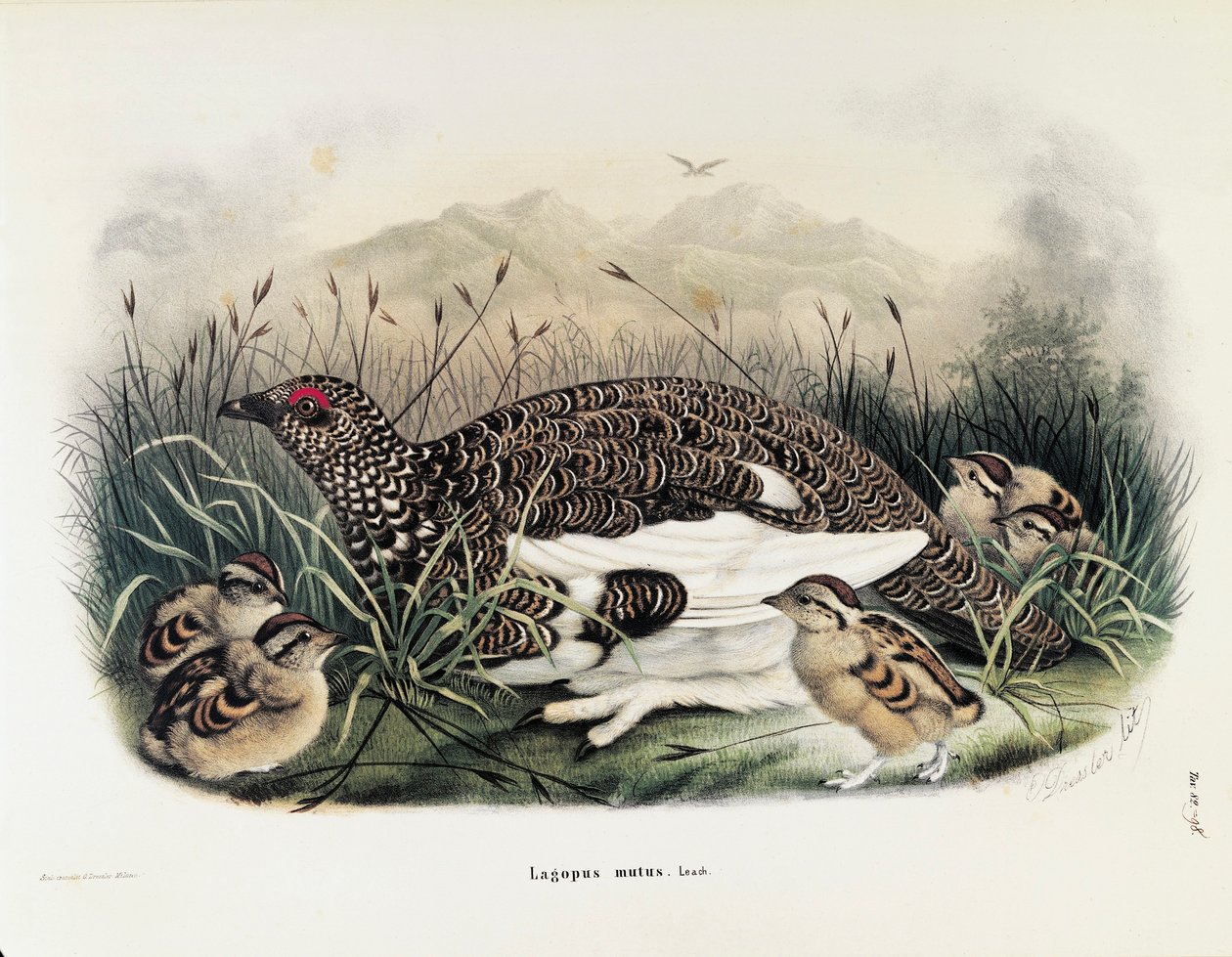 Ilustrace z knihy Eugenio Bettoni "Přírodní historie ptáků, kteří hnízdí v Lombardii" představující skalního Ptarmigan Lagopus muta, od Oscara Dresslera od Eugenio Bettoni, Oscar Dressler