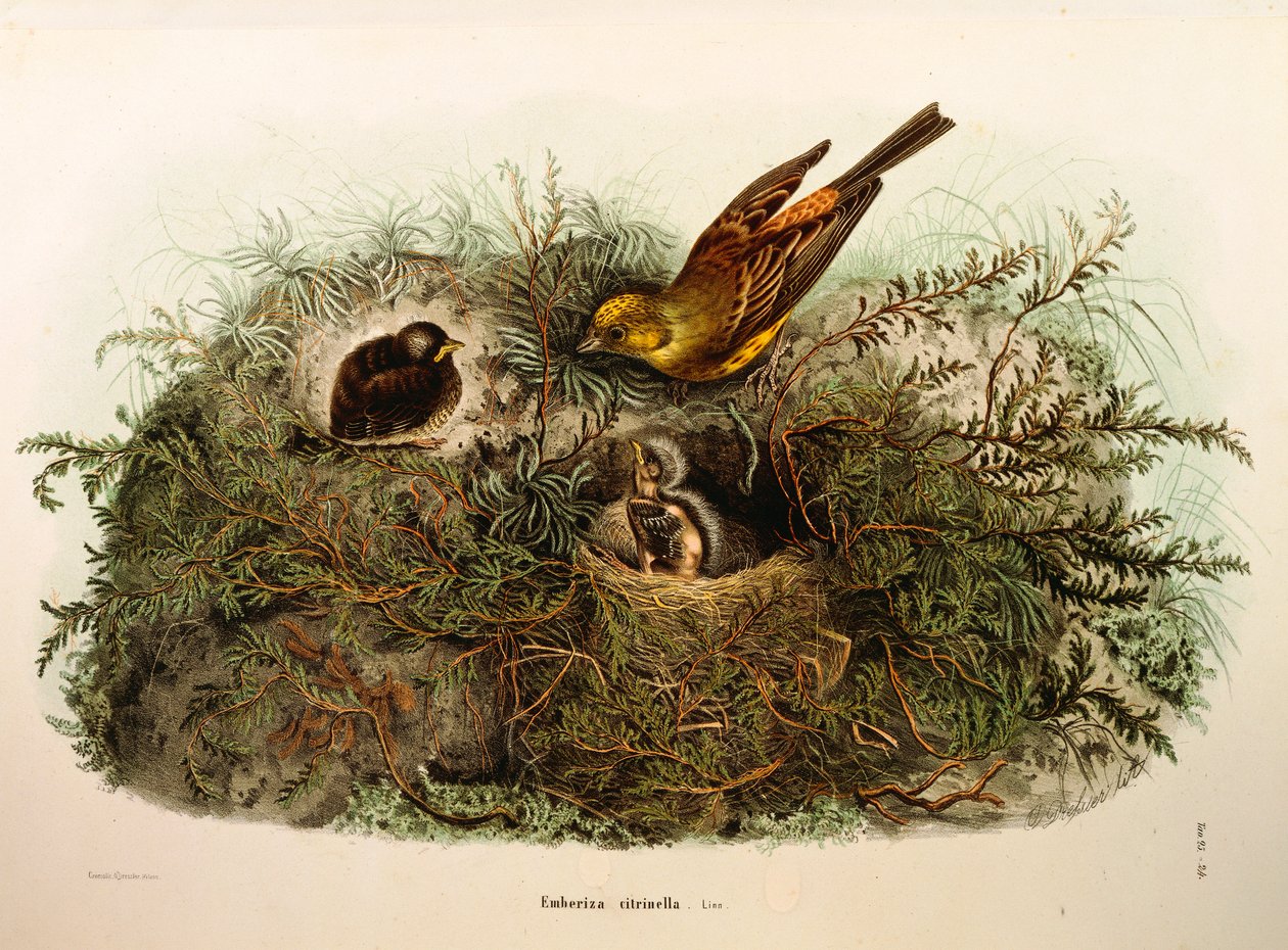 Ilustrace z knihy Eugenio Bettoni "Přírodní historie ptáků, kteří hnízdí v Lombardii" představující Yellowhammer Emberiza citrinella, od Oscara Dresslera od Eugenio Bettoni, Oscar Dressler
